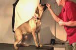 training the dog to sit with treats